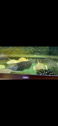 Various Stingrays looking to clear all planet Arowana