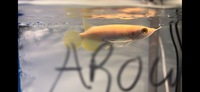 The Rarest Arowana In The World Albino Super Red Arowana