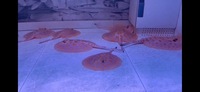 Super White Diamond Albino Stingrays Planet Arowana