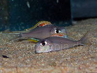 XENOTILAPIA NIGROLABIATA RED PRINCESS F2 - 6 cm 10 pounds each adults 15 pounds each