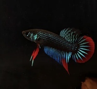 F1 betta imbellis breeding pairs