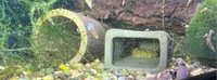 Snow White bristlenose pleco breeding group 2 males 2 females