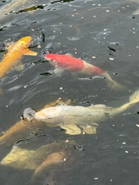 Koi Carp bulk lot for sale