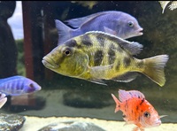 VARIOUS MALAWI CICHLIDS FOR SALE