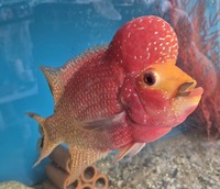 Male gold base kamfa flowerhorn