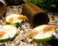 Albino Bristlenose Group of Six Young Shortfin Ancistrus Pleco for £20