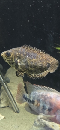 Leopard Bush Fish 6 inches