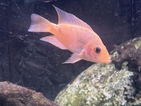 Amphilophus Citinellum Midas cichlids x 3