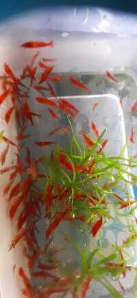 3 cm young bristlenose plecos for sale/ Red Cherry shrimp / Guppy Grass