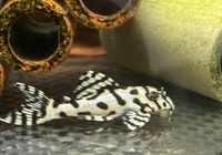 L236 SW RB line x 5 Plecos Sub Adults 5cm