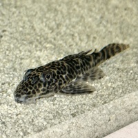 RARE PLECO FOR SALE