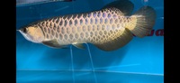 Show Quality F2 Purebreed Malaysian Golden Crossback Arowana