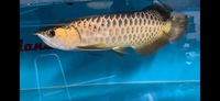 Show Quality F2 Purebreed Malaysian Golden Crossback Arowana