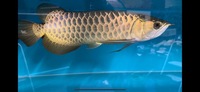 Show Quality F2 Purebreed Malaysian Golden Crossback Arowana