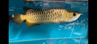 Show Quality F2 Purebreed Malaysian Golden Crossback Arowana