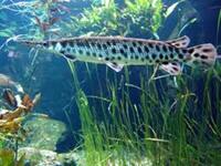 Want to buy spotted gar