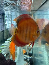 Discus for sale - manchester