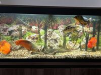 Beautiful South American cichlids to go adults