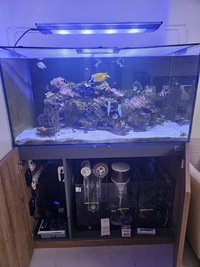 15 Marine fish in Marine aquarium 450 Litre