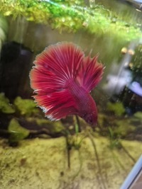 Betta Fish