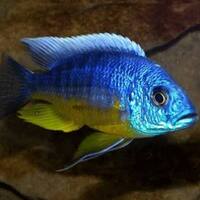 Premium quality African Cichlids: Aulonocara XL males available