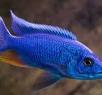 Premium quality African Cichlids: Aulonocara XL males available