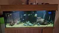 5ft ND aquatics aquarium