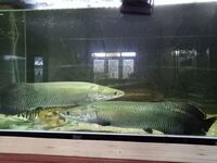 16-18” SWAP FOR OTHER FISH OR SAL arapaima gigas for Sale Rare monster dat stingray