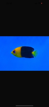 Rare Jocolata Angel Fish