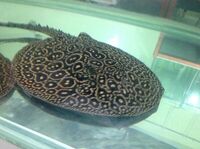 PEARL STINGRAY MALE APPROX 10 inches +