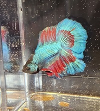 Double and veil tail koi bettas available