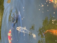 Koi Carp - quick sale needed