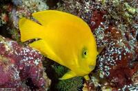 Marine Fish bright yellow Heraldi Angelfish