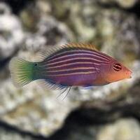 Marine fish   colourful Six Line Wrasse 