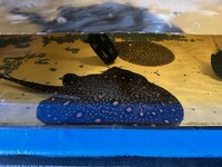 FEMALE BD X HYBRID STINGRAY BREEDER 16 inches +