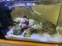 Marine fish and tank