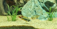 apistogramma cacatuoides double red