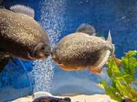 6 large red bellied piranha