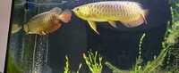 GOLDEN CROSSBACK AROWANA REDUCED £375 STUNNING FISH 18 INCH