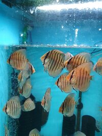 Home bred discus for sale