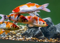 Koi fishes and pond equipment for sale