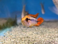 Apistogramma Agassizi double red pair