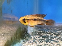 Apistogramma Agassizi double red pair