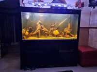 5ft cleair fish tank