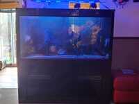 5ft cleair fish tank