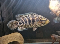 9 to 10 inch Jaguar cichlid