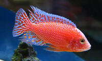 Premium quality African Cichlids: Aulonocara XL males available