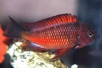 Moliro Firecracker Tropheus - Adult Group