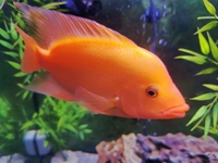 Red Devil Cichlid