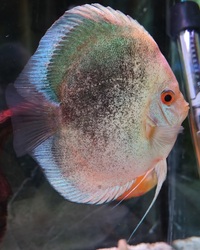 Discus for sale